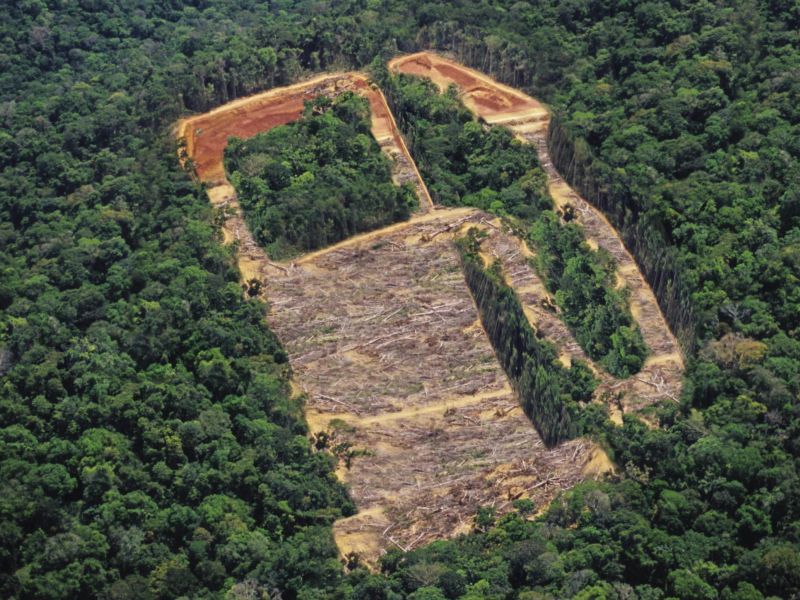 Biofuels deforestation