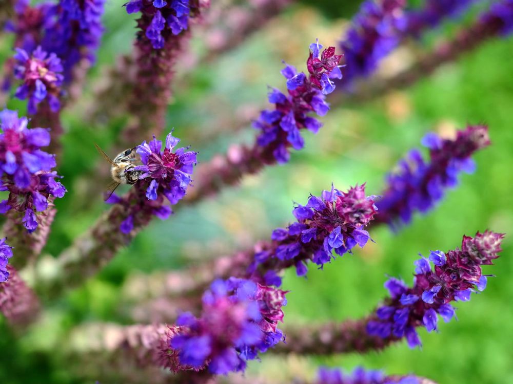 A bee visits the purple spikes of tubular flowers on a sage plant