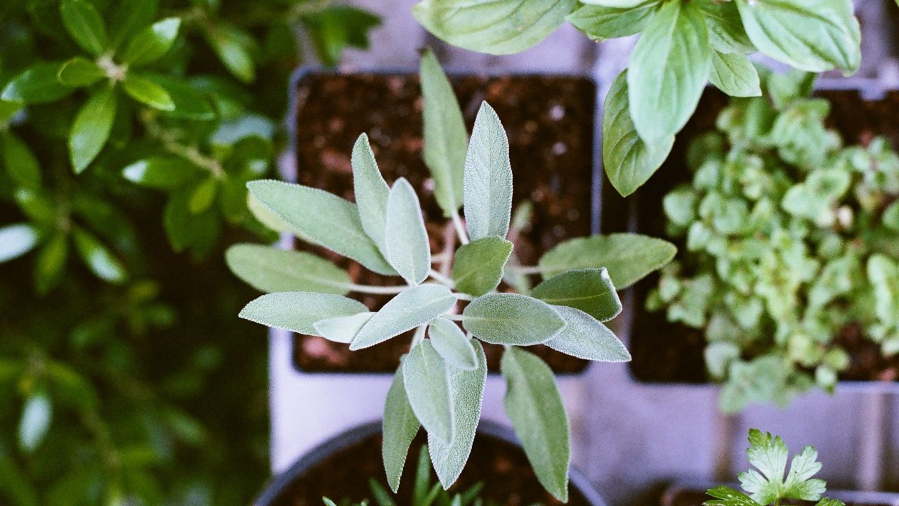 Sage plant