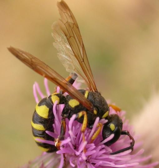 Sand wasp on purple flower