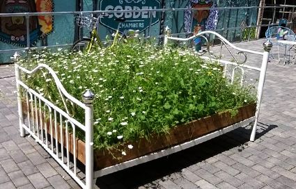 Articulture's wildflower bed was a hit with the bees. © Sarah Manton