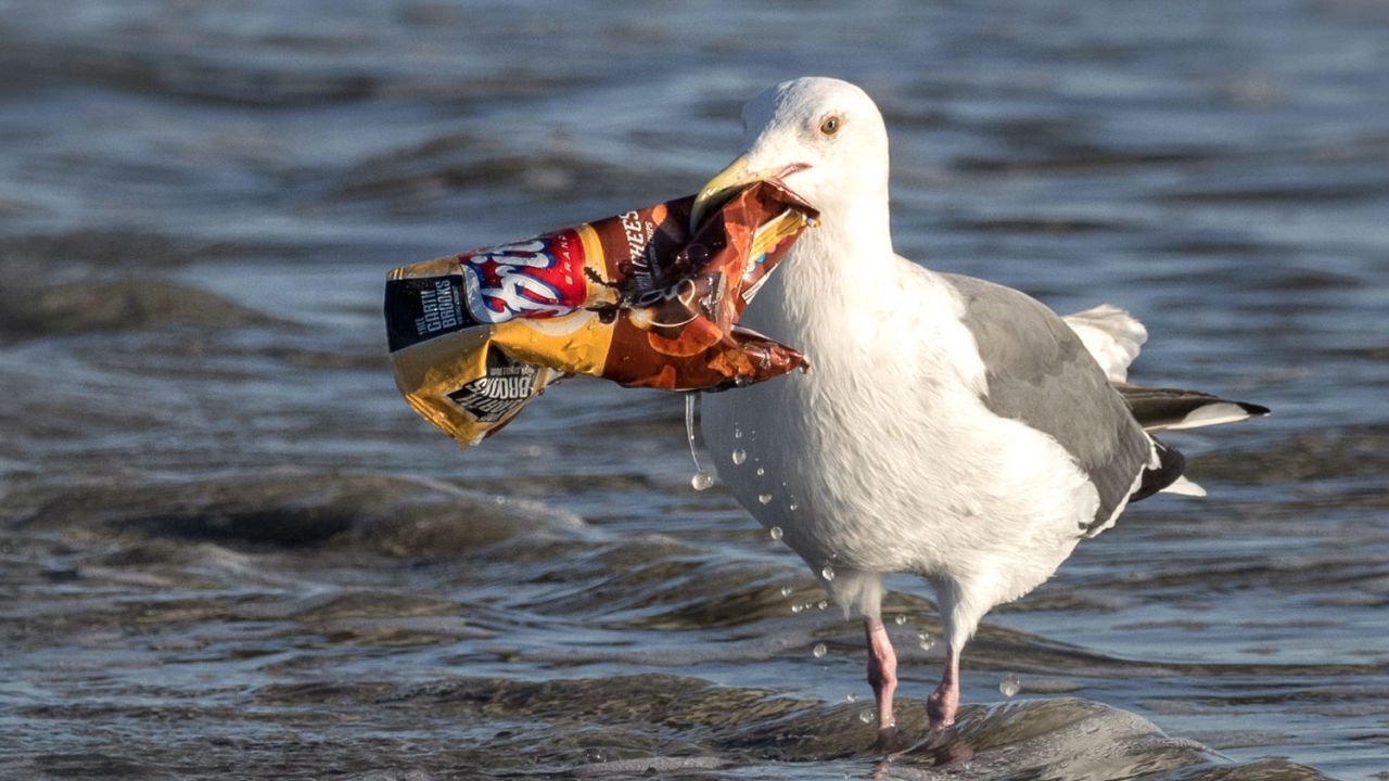 A seagull picks a plastic crisp packet from the sea