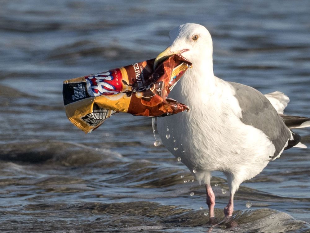 A seagull picks a plastic crisp packet from the sea