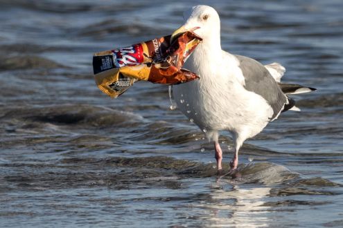 A seagull picks a plastic crisp packet from the sea