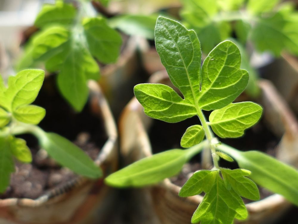 Seedlings growing in homemade newspaper pots