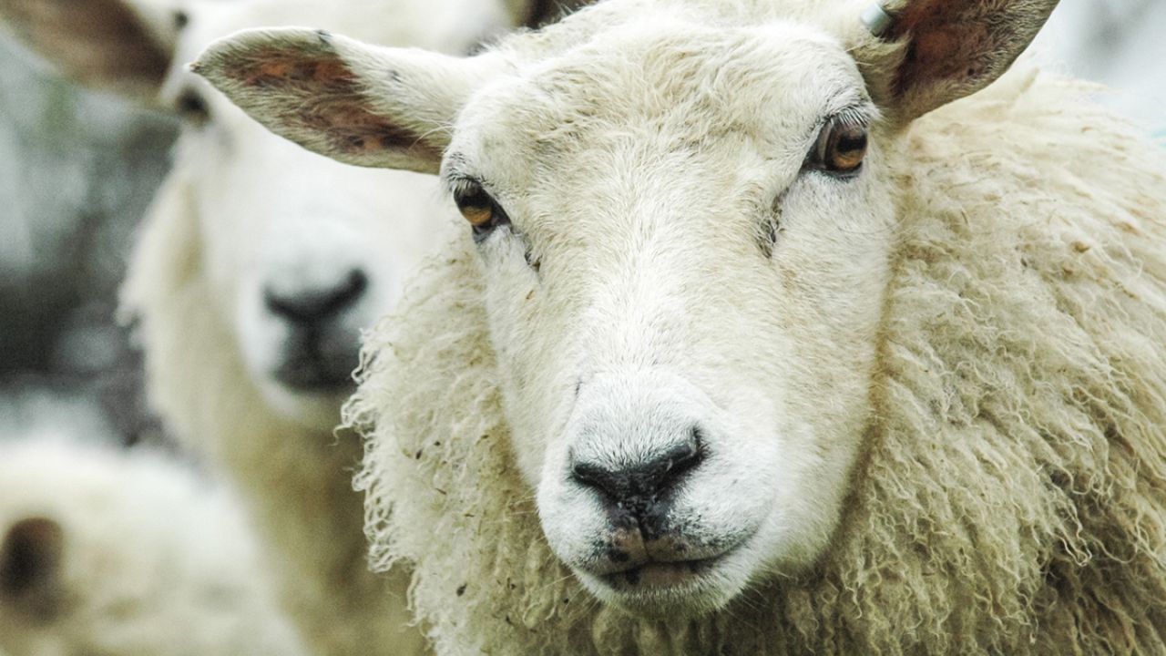 Two sheep in a UK herd, close up