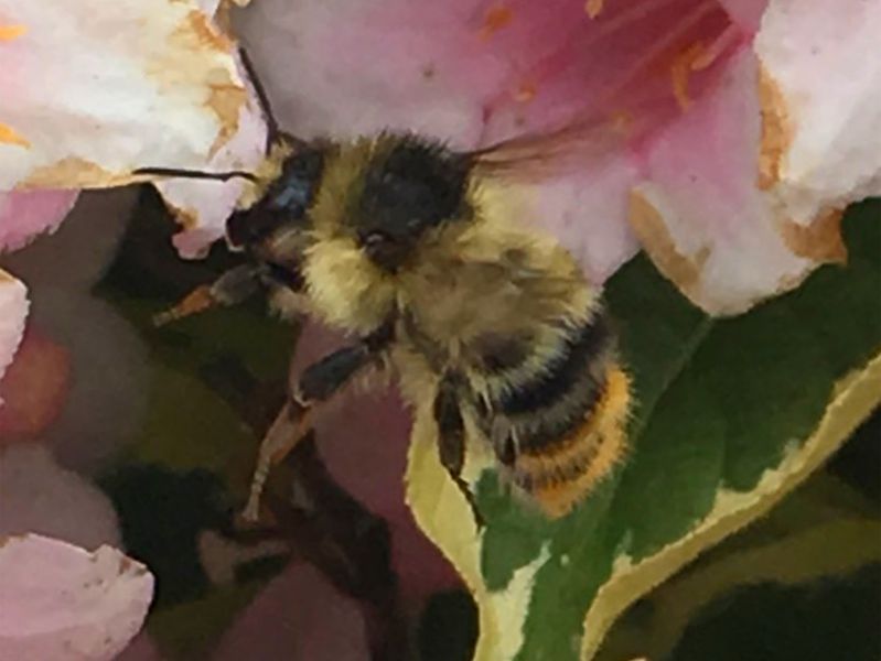 Shrill carder bee - Bombus sylvarum - on a flower.