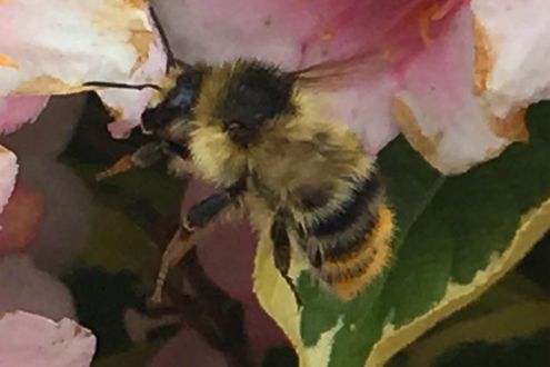 Shrill carder bee - Bombus sylvarum - on a flower.