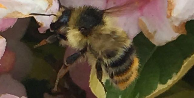 Shrill carder bee - Bombus sylvarum - on a flower.