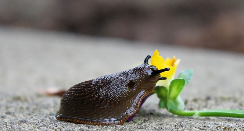 Dark brown slug eating a cut yellow flower