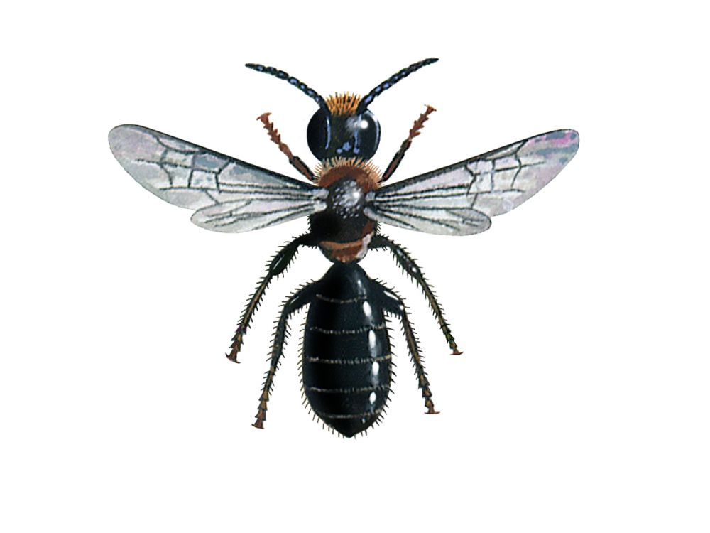 Small scissor bee - Chelostoma campanularum