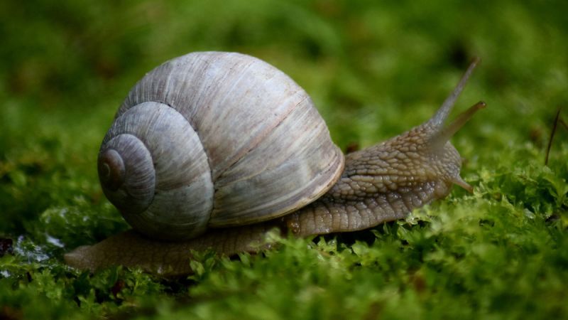 Snail on green moss