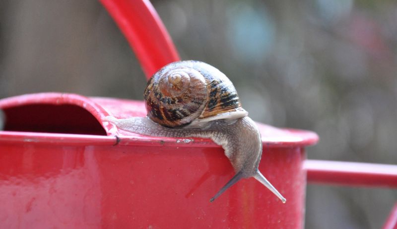 Snail on red watering can
