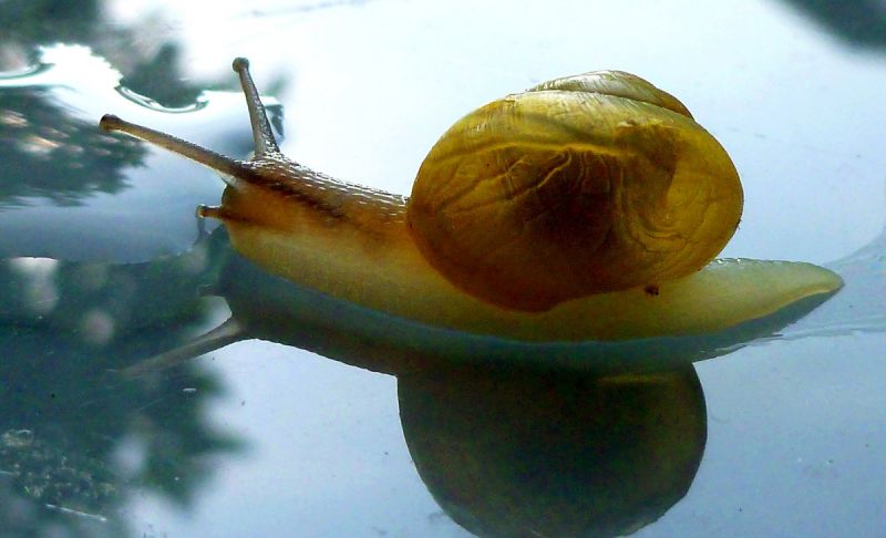 Golden-coloured snail reflected on wet surface