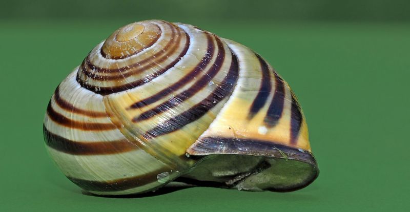 Snail shell closed, showing epiphragm barrier