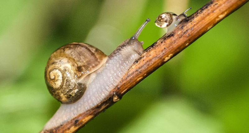 Adult snail and baby snail on twig