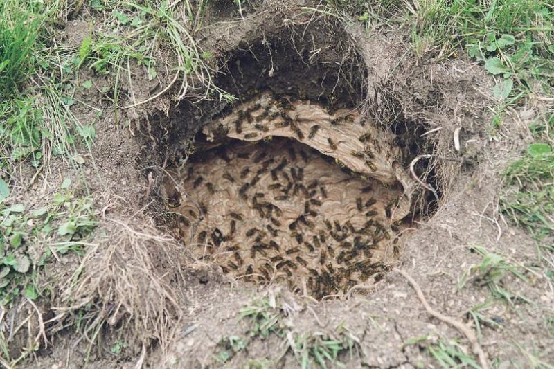 Social wasps