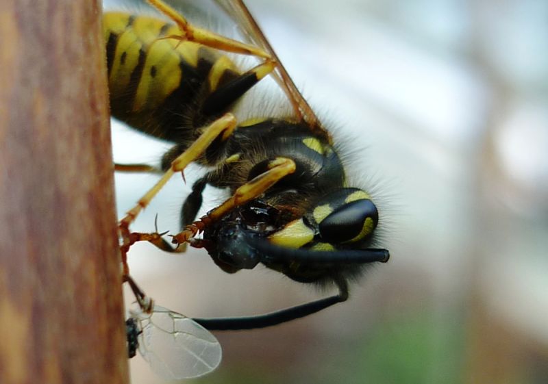 Yellow and black social wasp feeding on smaller insect