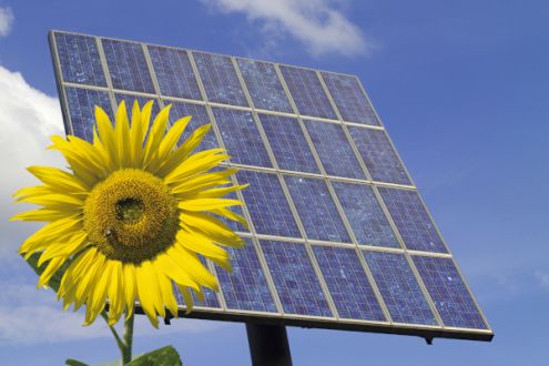 Sunflower in front of a solar energy panel