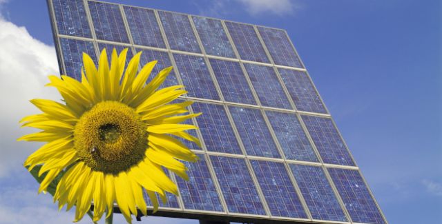 Sunflower in front of a solar energy panel