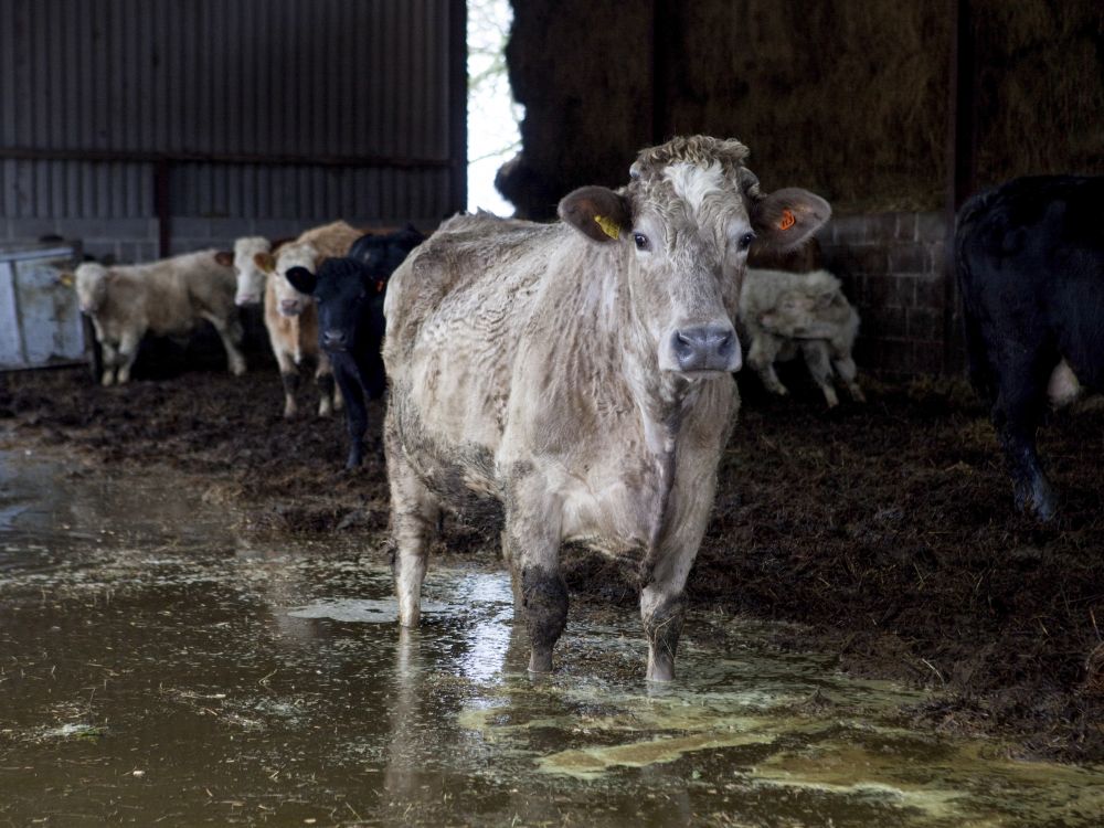 A cow standing in flood water that has deluged its barn with other cattle in the background