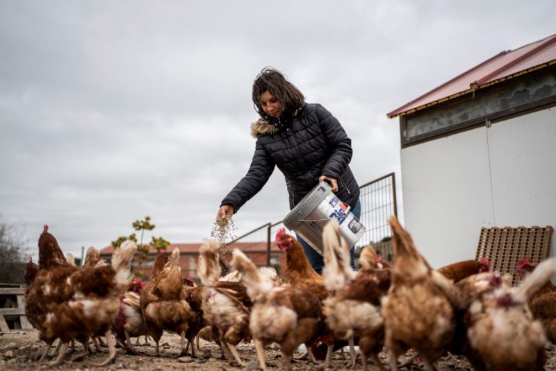 A woman feeding a herd of chickens outdoors