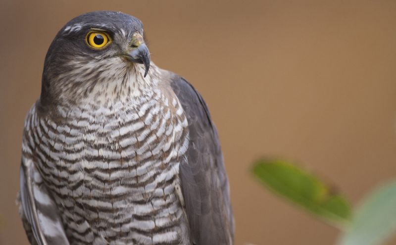 Sparrowhawk