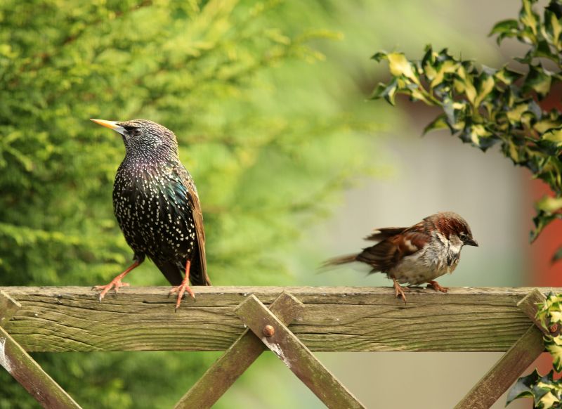 A starling and a house sparrow perched on a gate