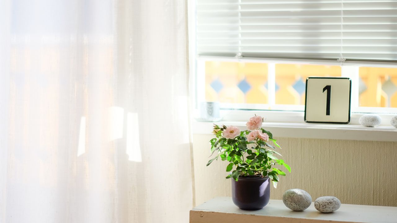 Window with curtain and plant