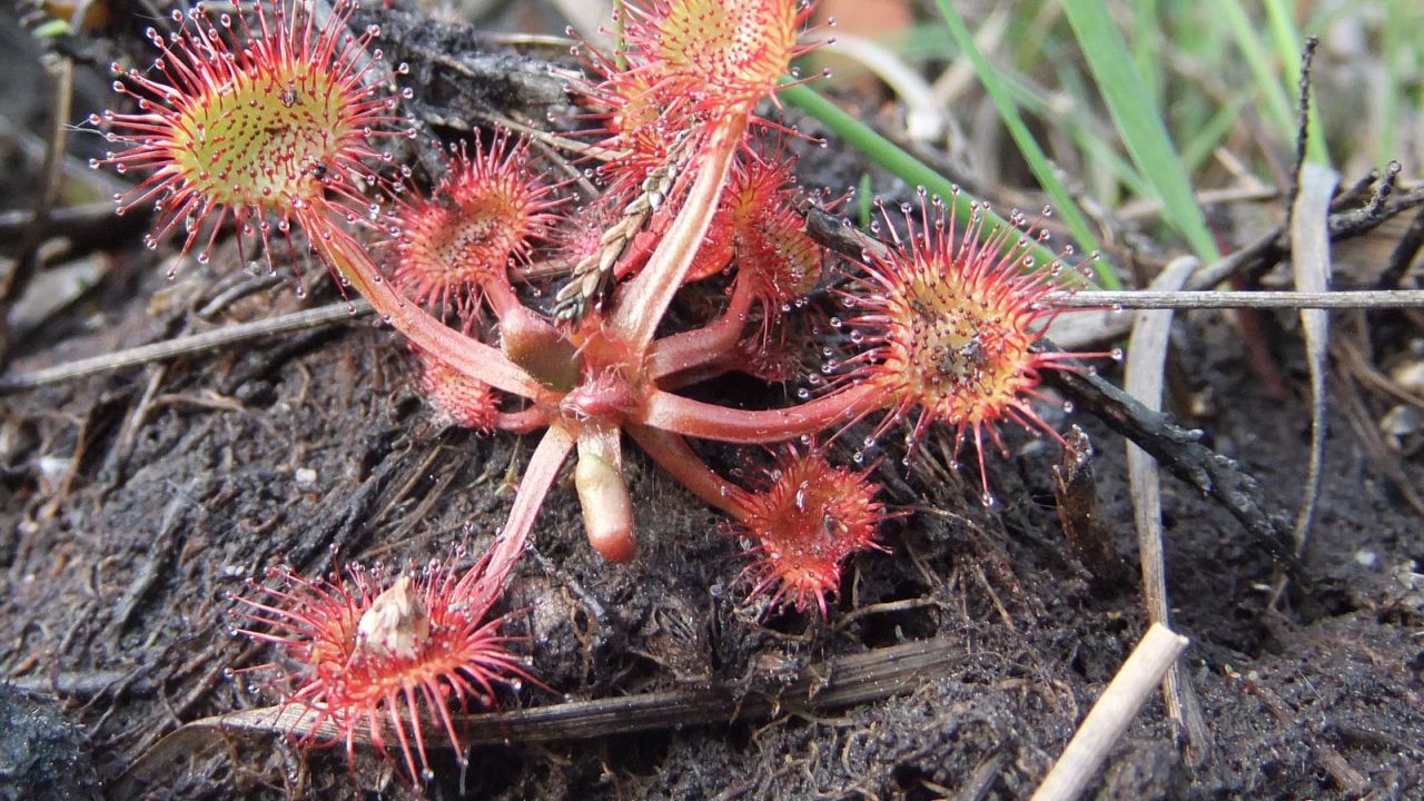 photo of sundew plant on Hartland Moor