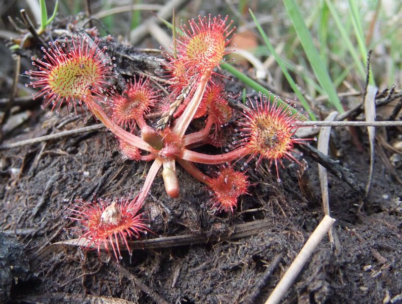 photo of sundew plant on Hartland Moor