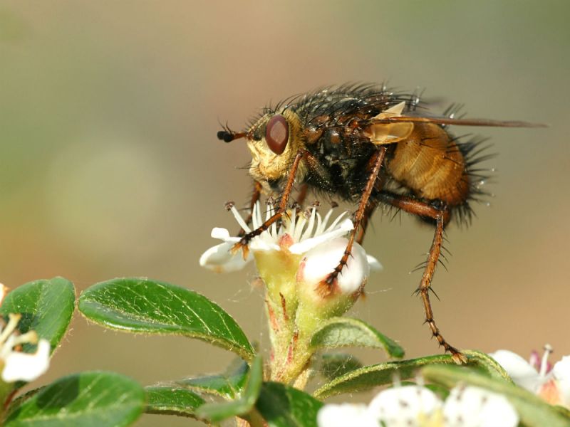 Parasitic fly (Tachina fera) on a white flower.
