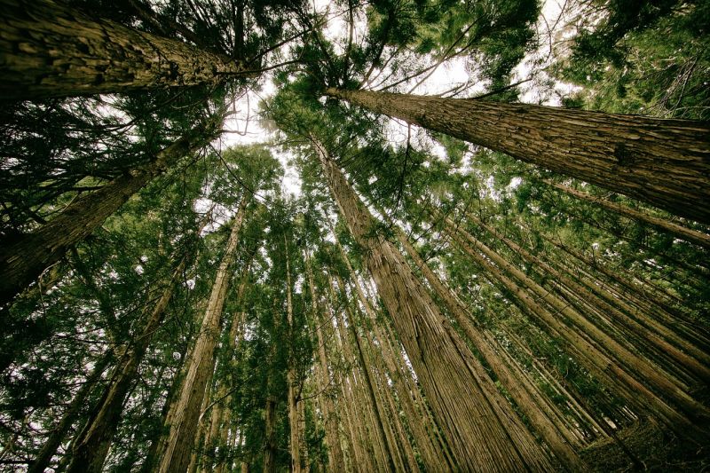 Looking up at a canopy of tall trees in a forest