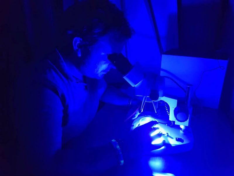 A scientist at Bangor University testing for microplastics using a fluorescence lighting system