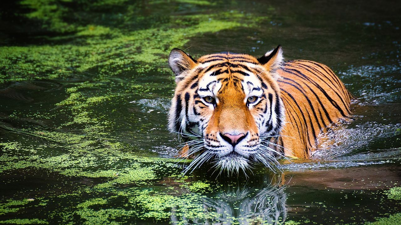 Tiger in lake