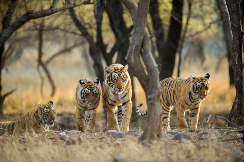 Tigers in the wild