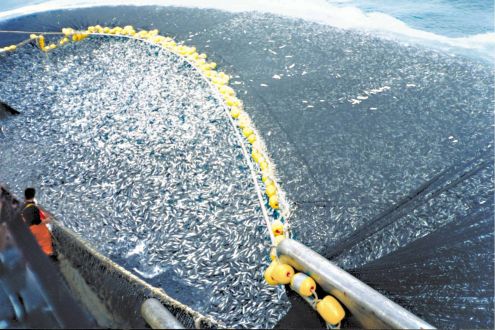 A trawler overfishing cod