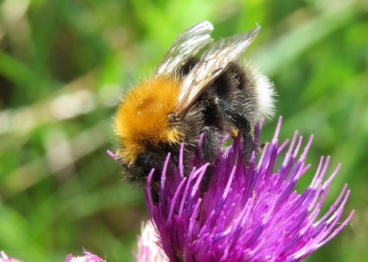 Tree bumblebee
