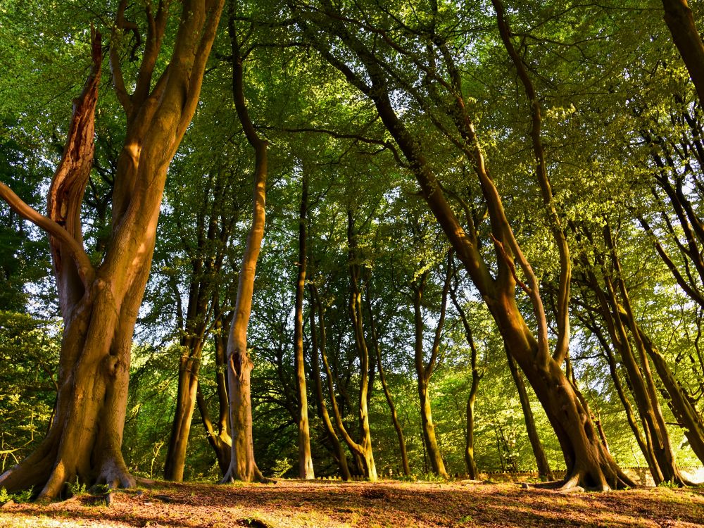 Trees in a forest