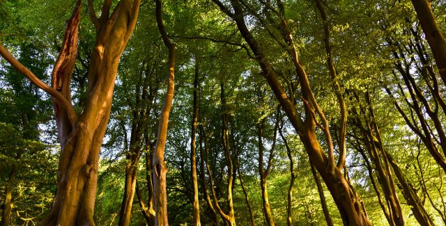 Trees in a forest