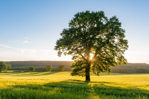 Tree in field
