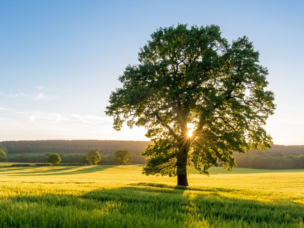 Tree in field