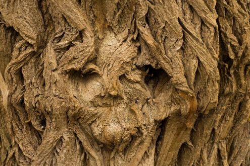 A face in the bark of a tree
