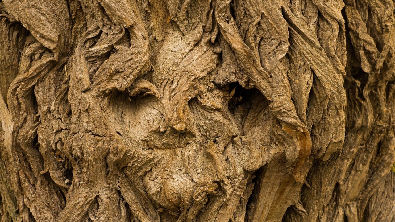 A face in the bark of a tree