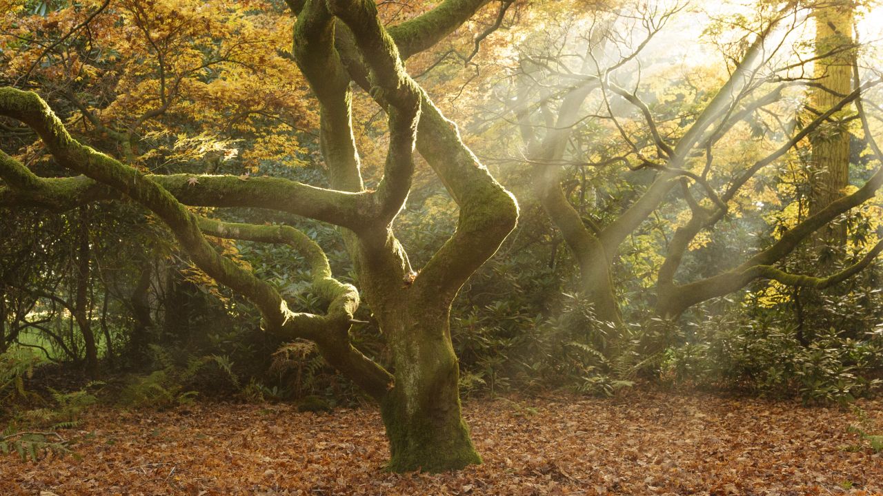 Tree facts: Morning light, Westonbirt Arboretum, England. Central tree surrounded by others. Carpet of leaves on ground.