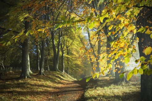 Tree facts: a path through the autumn woods