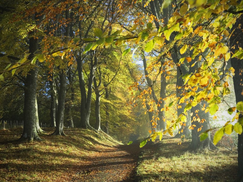 Tree facts: a path through the autumn woods
