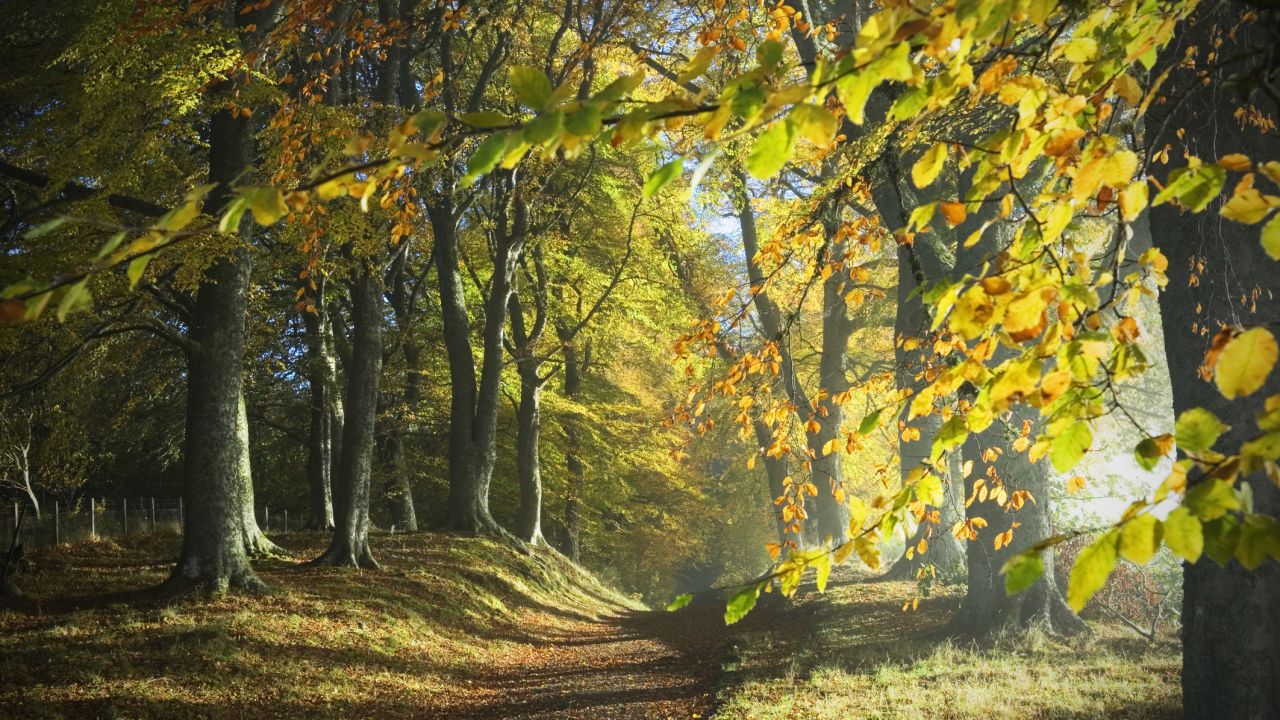Tree facts: a path through the autumn woods