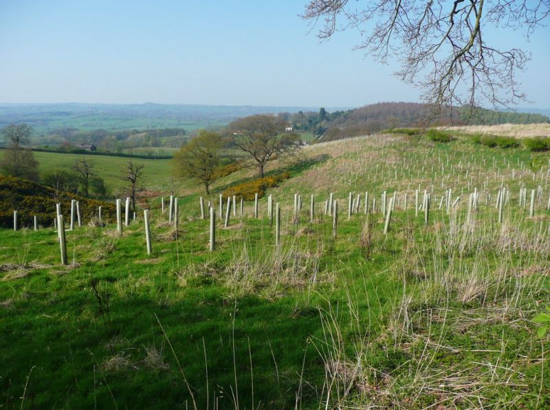 photo of new tree plantation on a hillside, Harewood, UK