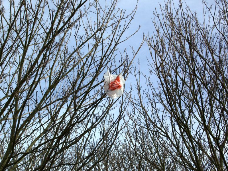 A plastic bag caught in a tree